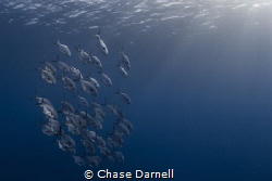 "Permit Pack"
A very rare sighting for me here in Cayman... by Chase Darnell 